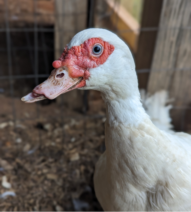 Papaya from Wild Pines Sanctuary